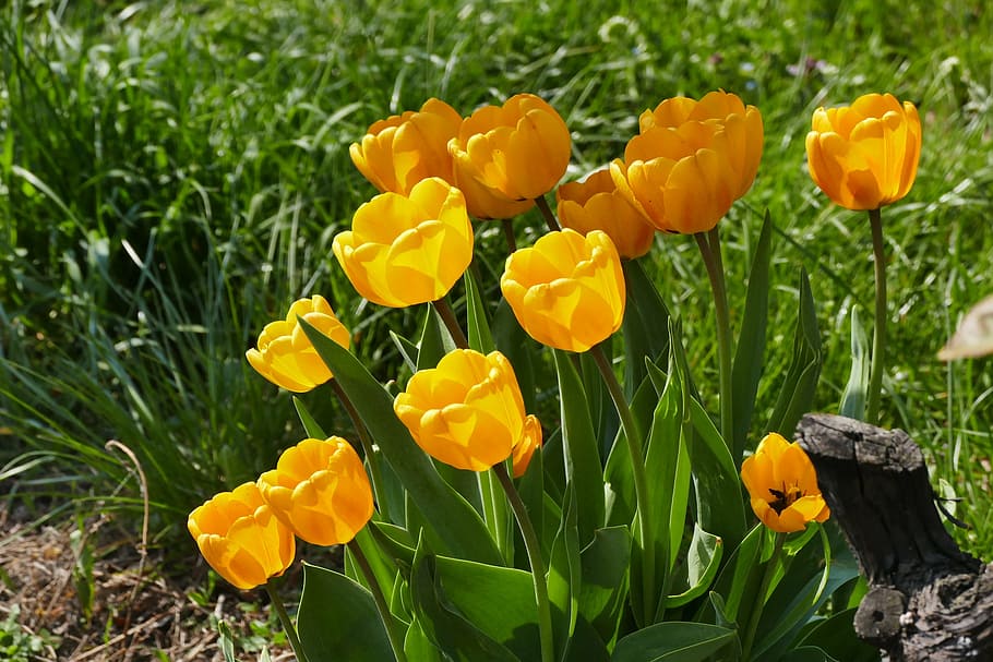 spring, tulips, meadow, nature, flower, spring meadow, springtime flowers HD wallpaper