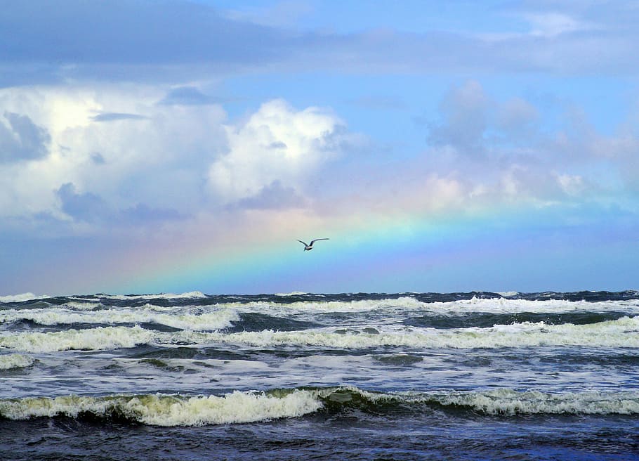 bird flying over seawave during daytime, rainbow, seagull, water HD wallpaper
