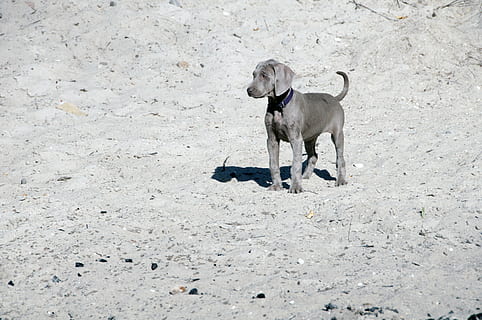 dog, animal, friend, pointer, puppy, toddler, prospector, gymnastics HD wallpaper