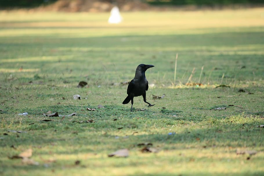crow, raven, bird, black, grass, walking, nature, animal, wildlife HD wallpaper