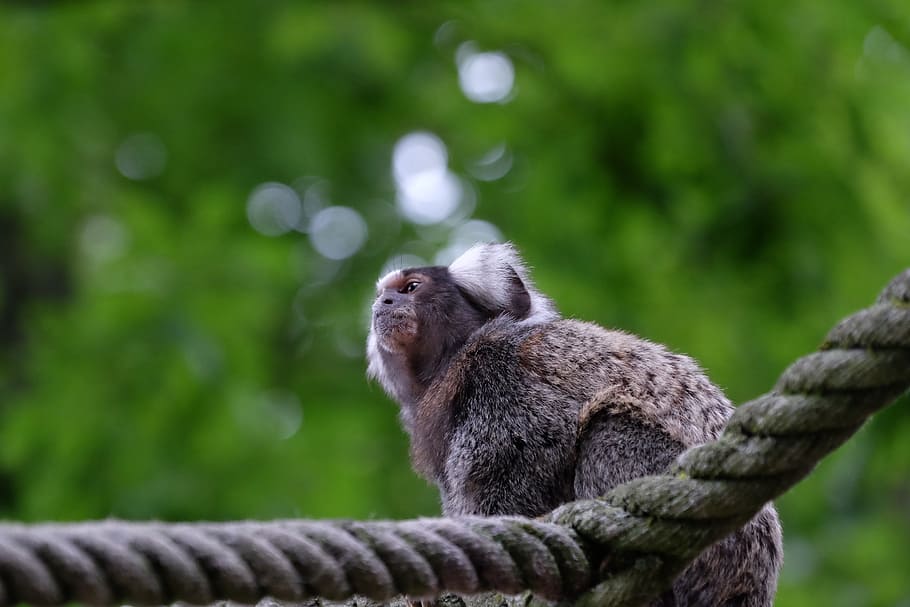 monkey, animal, park, nature, green, rope, animal wildlife HD wallpaper