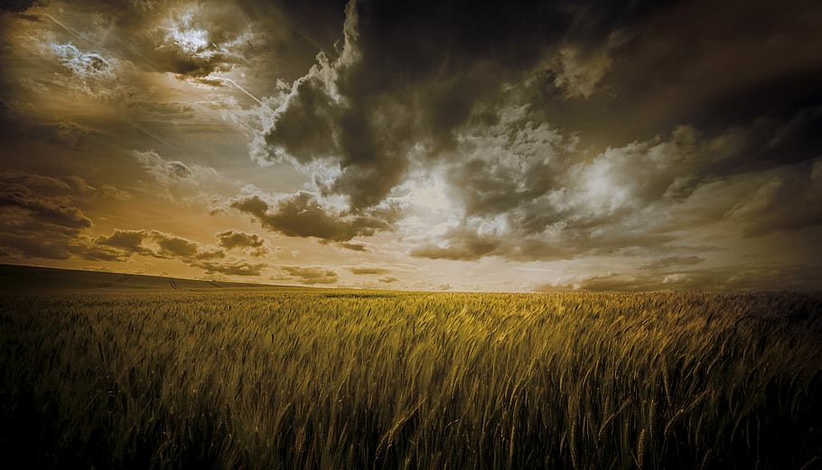 wheat field under cloudy sky, vast grassland under cloudy sky HD wallpaper