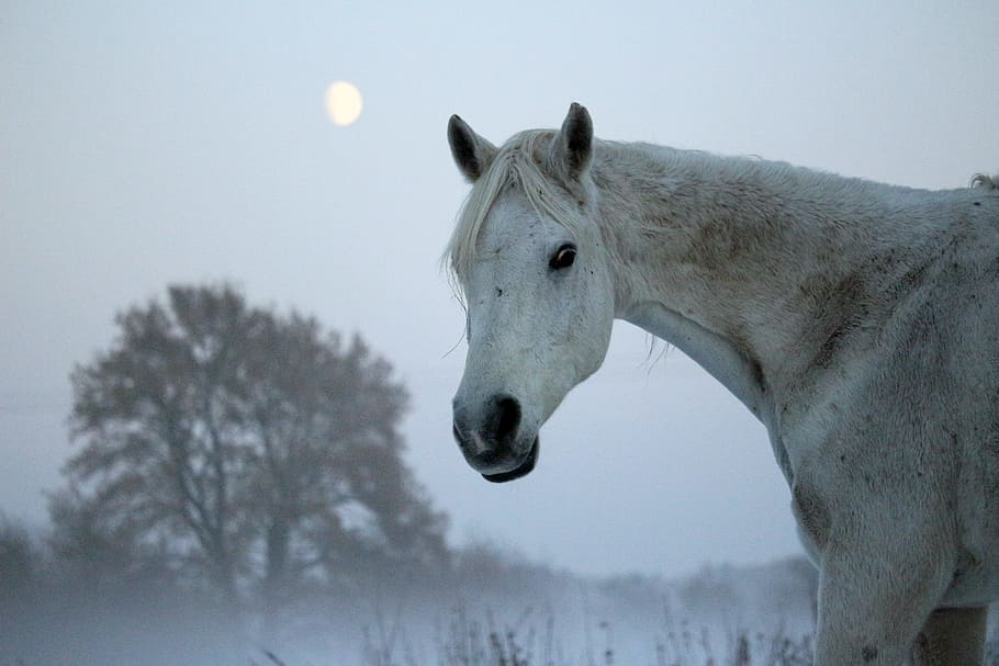 white horse, mold, winter, moon, fog, frost, thoroughbred arabian HD wallpaper
