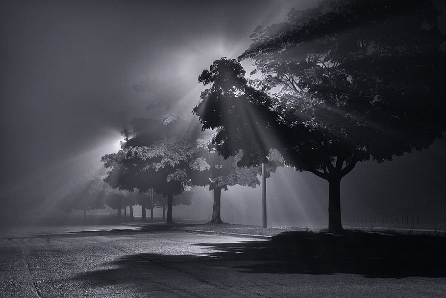 grayscale photo of trees, fog, light, beams, natural, bright HD wallpaper