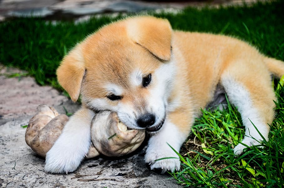 bone, cachorra, female, dogs, akita inu, pope, animals, race HD wallpaper