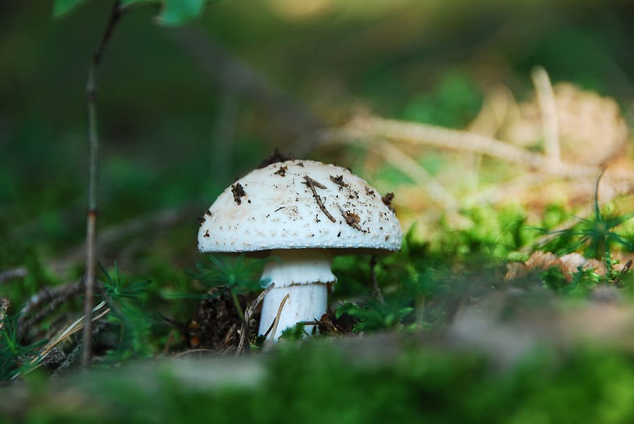 root champignon, mushroom, white, fungus, vegetable, food, plant HD wallpaper