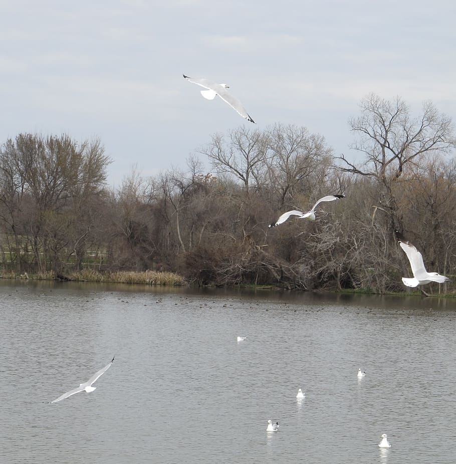 birds, seagulls, soaring, flying, lake, wildlife, scene, landscape HD wallpaper