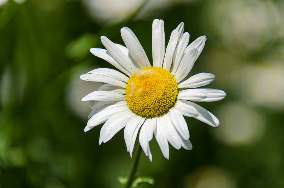 Daisy, Flower, White, Closeup, Petal, bloom, june, nature, fragility HD wallpaper