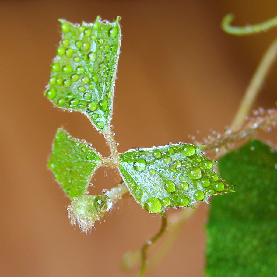 drops, water drops, leaf, rose, plant, green color, close-up HD wallpaper