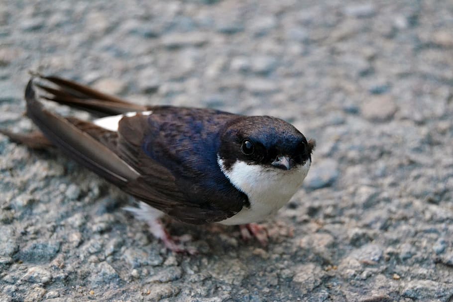 swallow, road, small, one animal, animal themes, animal wildlife HD wallpaper