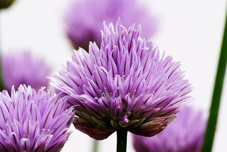shallow focus photography of purple flowers, chives, violet HD wallpaper