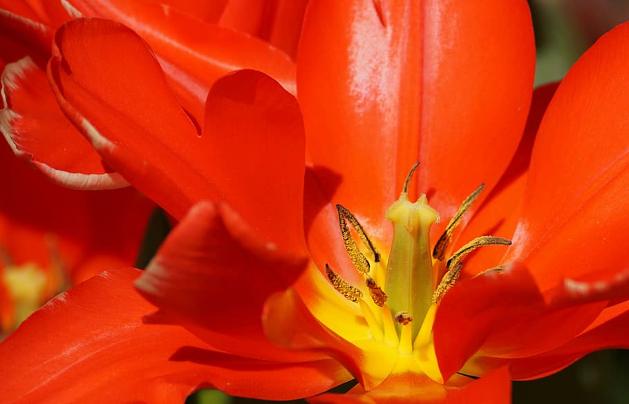 tulip, red, stamp, nature, plant, color, summer, bright, lichtspiel HD wallpaper