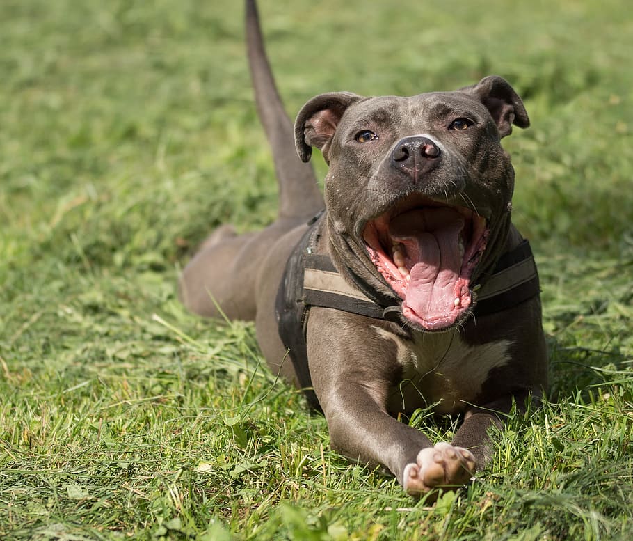 Amstaff, American Staffordshire Terrier, dog, pitbull, portrait