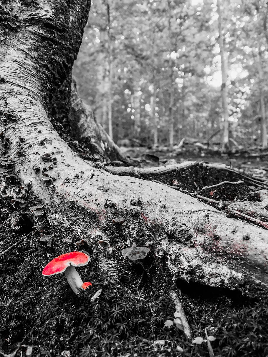 mushroom, tree, red, nature, forest, log, wood, leaves, moss HD wallpaper