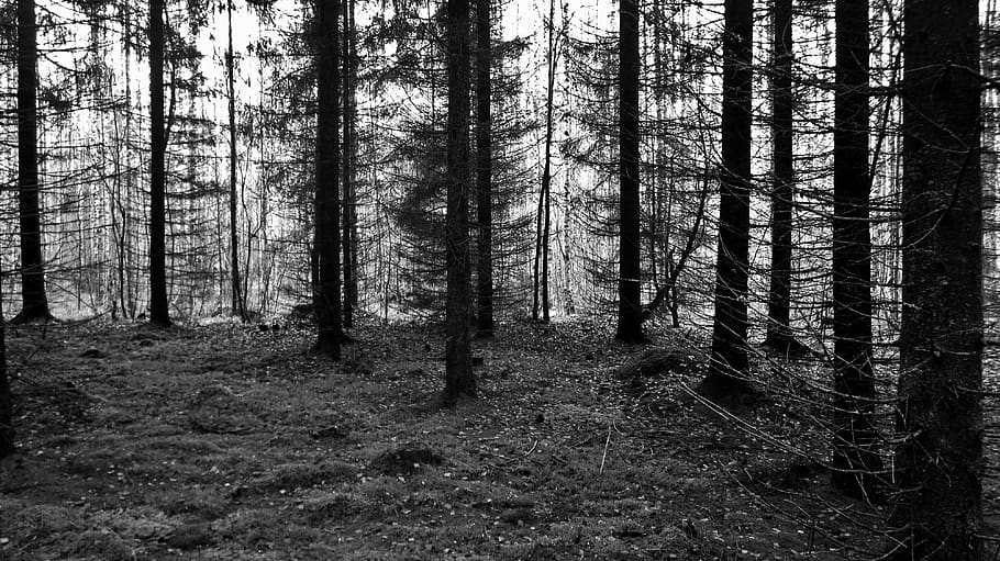 black, white, nature, tree, forest, plant, land, trunk, tranquility HD wallpaper