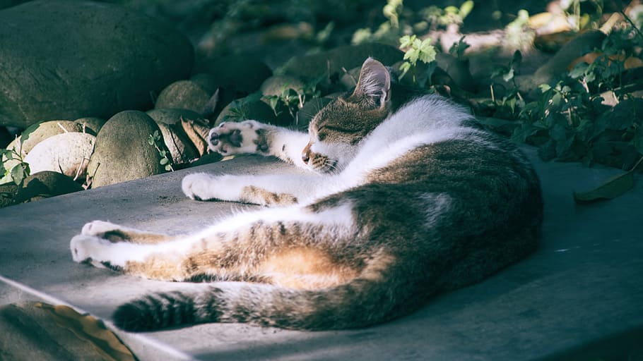 cat, sleeping their palate, slate, mammal, animal themes, relaxation HD wallpaper