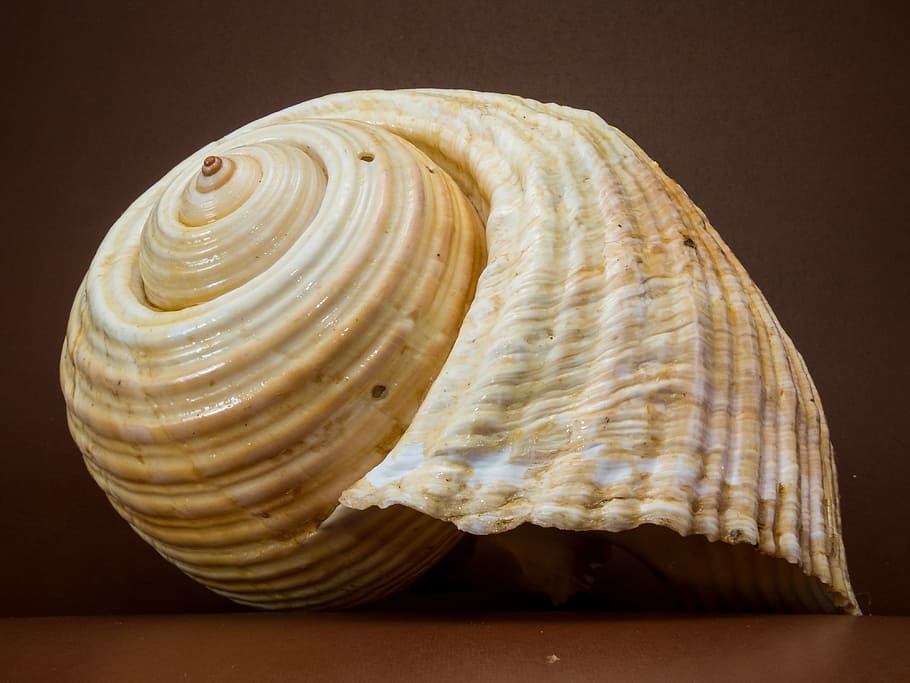 Beige Seashell, close-up, macro, studio shot, animal shell, indoors HD wallpaper