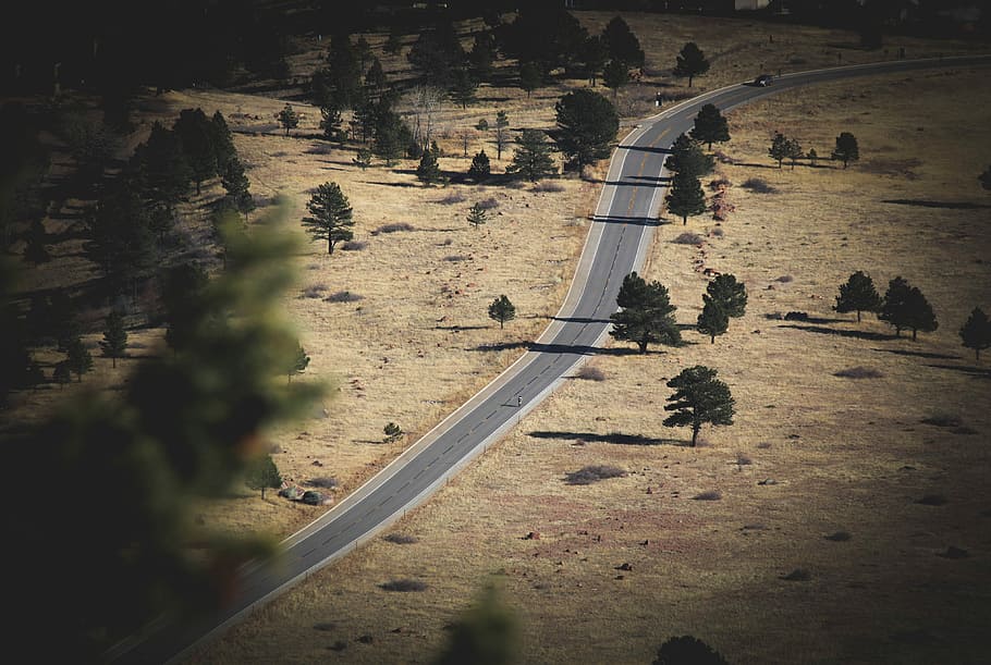 bird's eye view photography of road and trees, aerial photography of straight concrete road beside trees HD wallpaper
