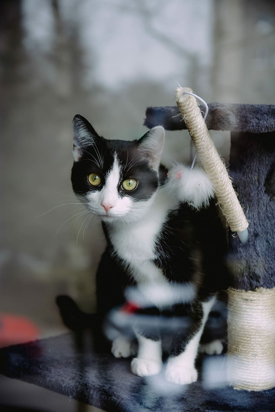 tuxedo cat on gray cat condo, white and black cat on cat tree