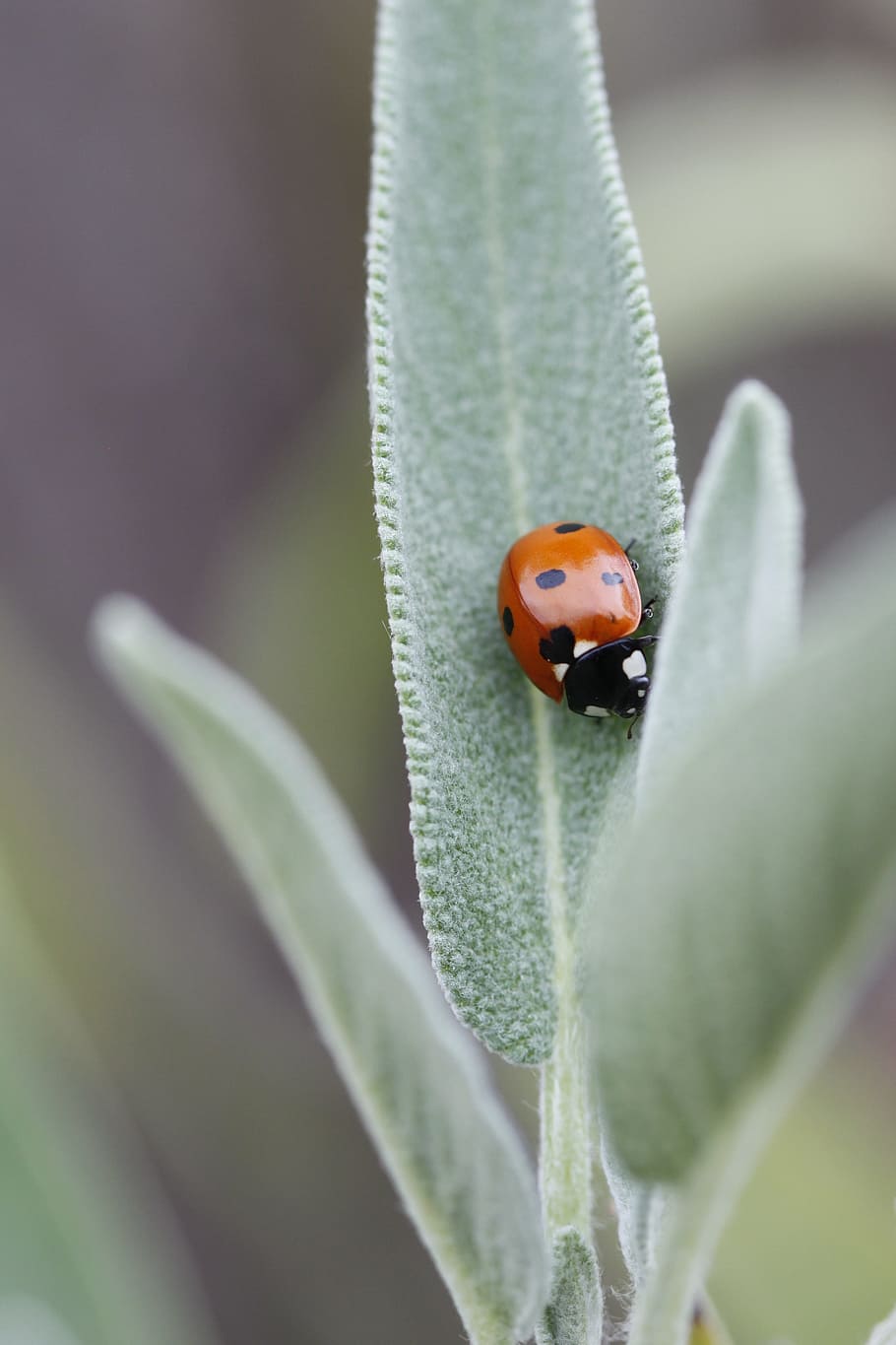 ladybug, macro, beetle, nature, insect, polka dots, close-up HD wallpaper