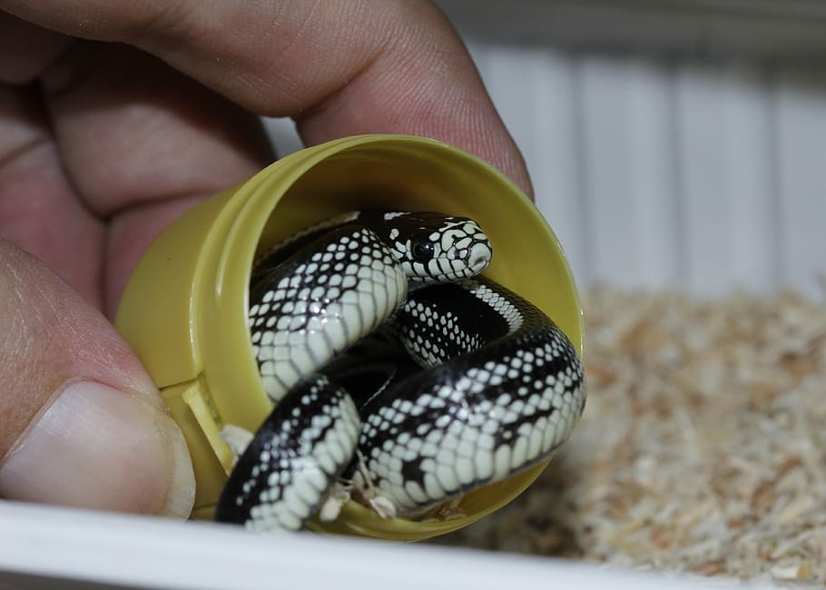 chain natter, snake, hand, baby snake, california getula, small