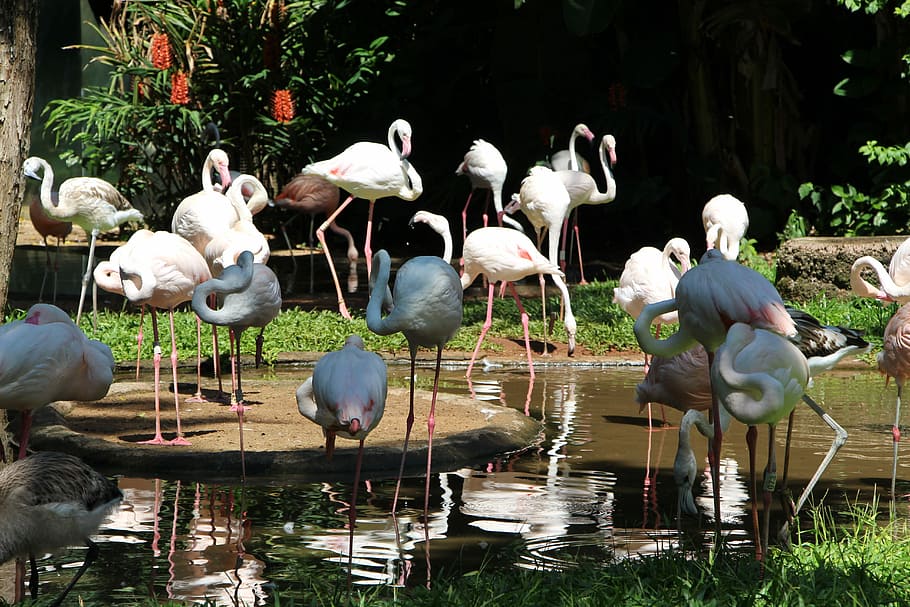 HD wallpaper: Flamingo, Lake, Nature, Fauna, parque das aves, bird ...