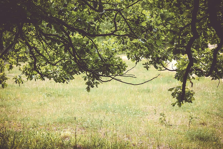 tree above green grasses photo during daytime, brown, trees HD wallpaper