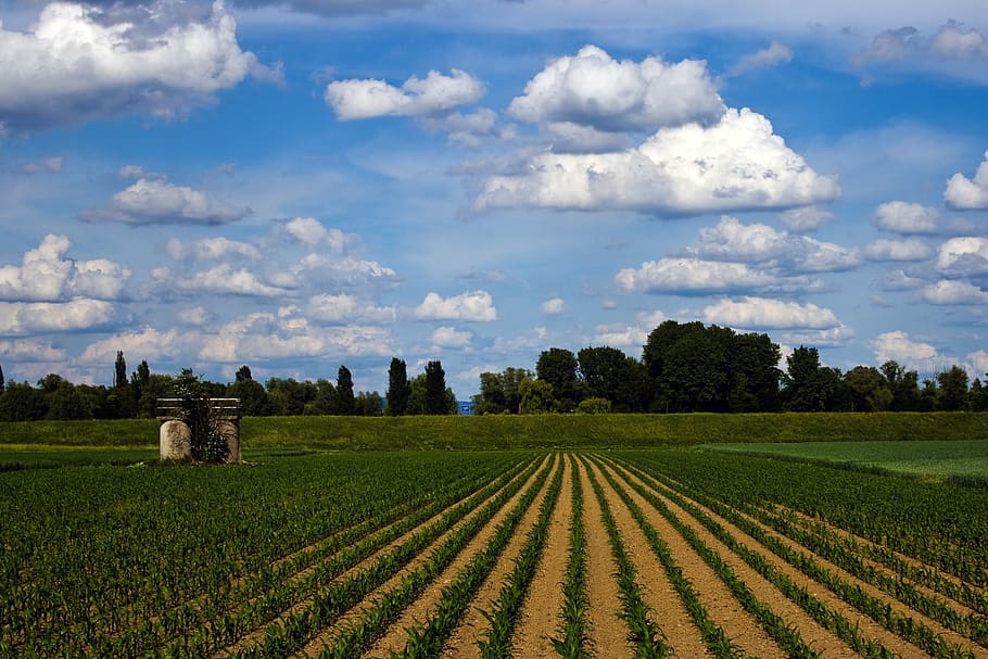 clouds, spring, field, sky, blue, panorama, landscape, corn HD wallpaper