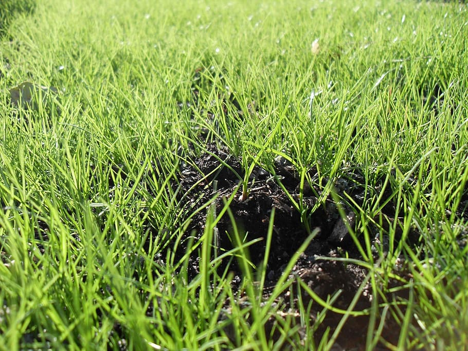 seen, planted, newly, grass, landscapes, nature, green color HD wallpaper