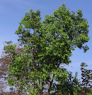 syzigium, cumini, jamun tree, blackberry tree, india, organic HD wallpaper