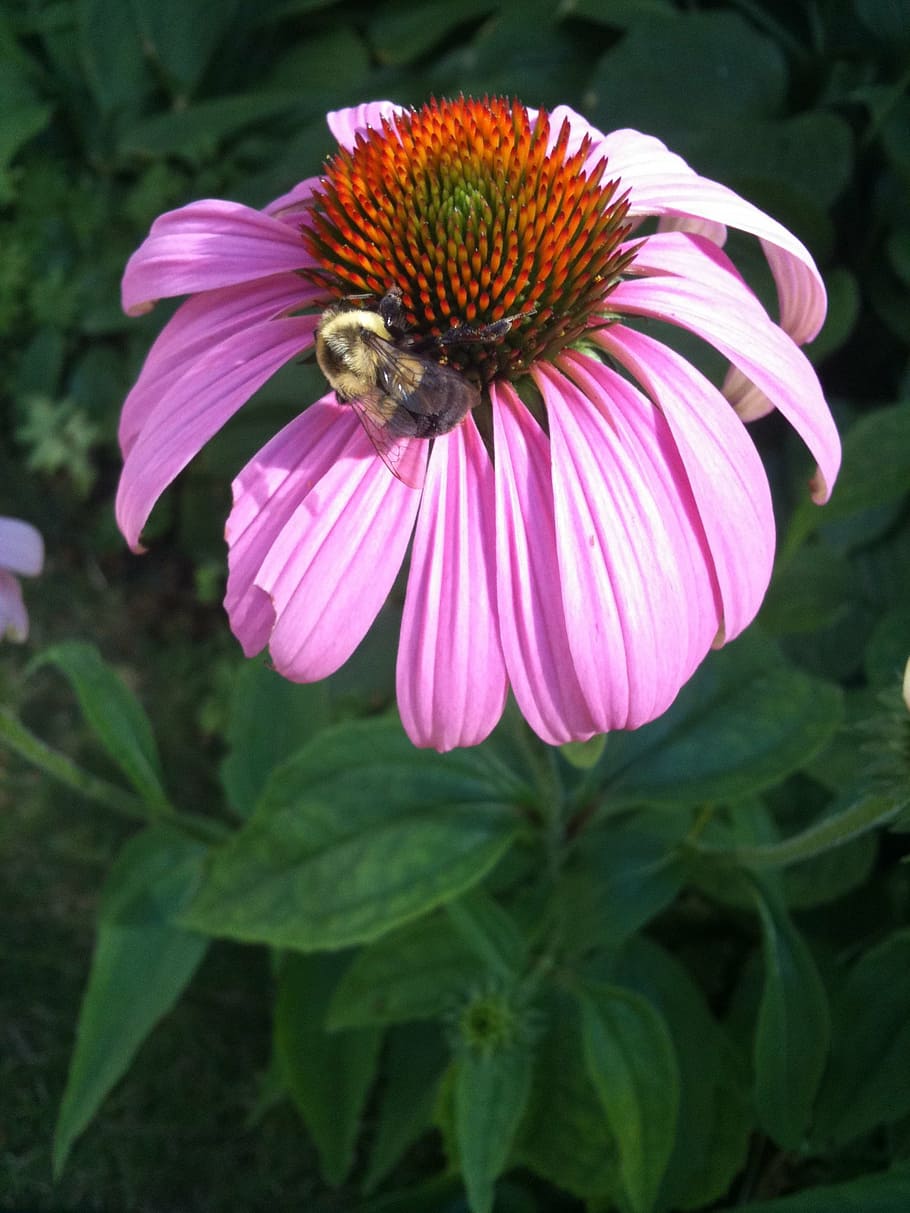 flower, flowers, bee, bumblebee, plant, plants, botany, bug HD wallpaper