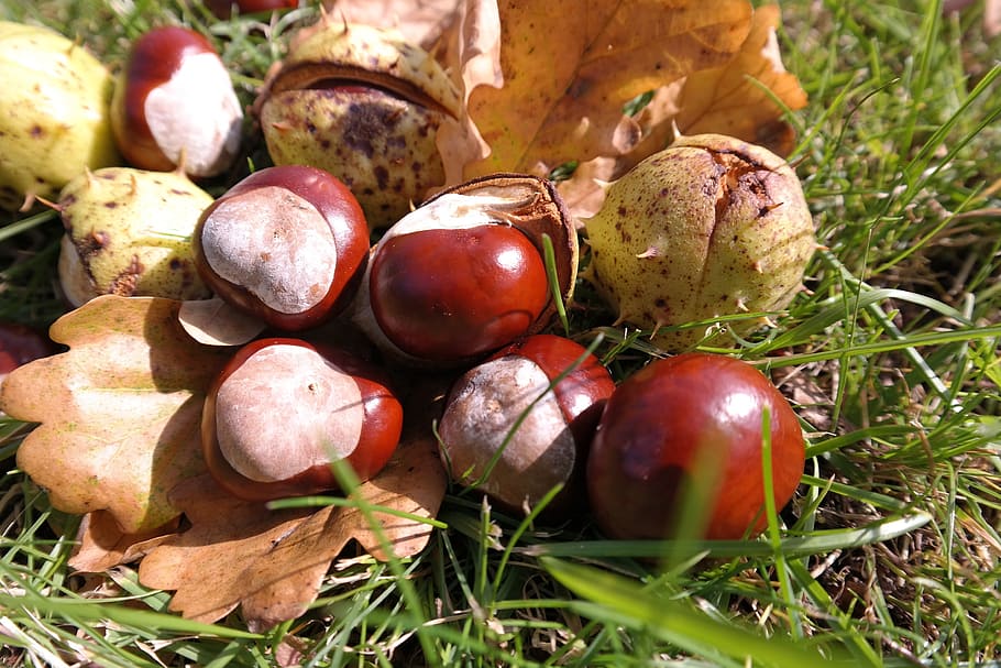 chestnut, leaves, autumn, chestnut leaves, brown, prickly, shell, HD wallpaper