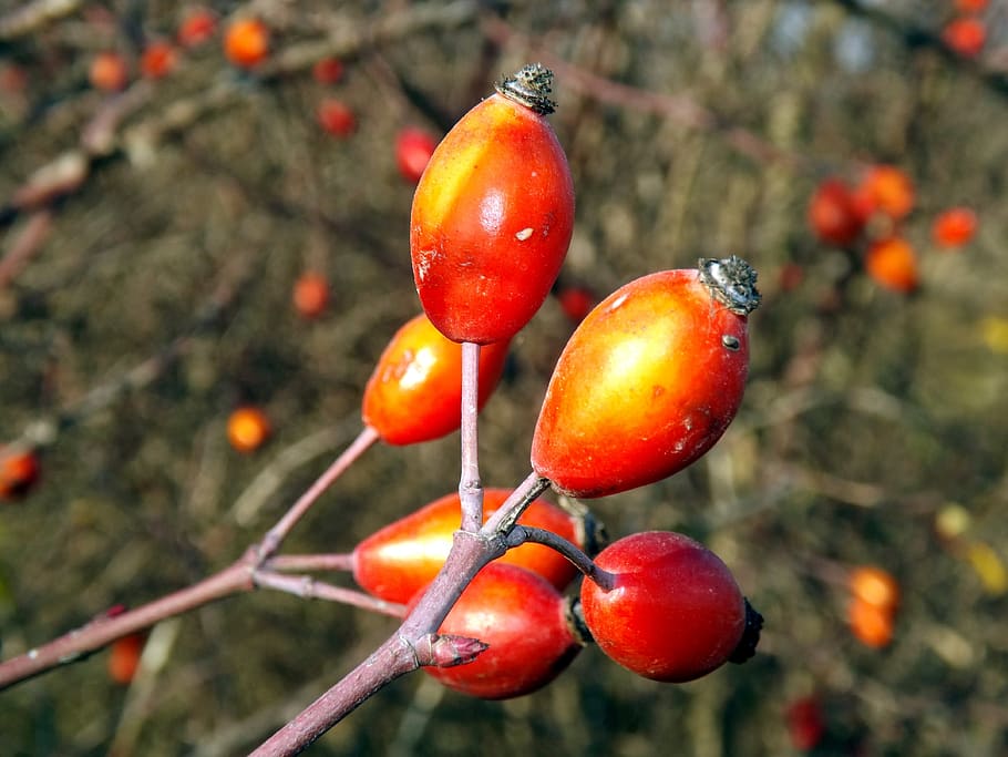 rosehip, fruit, red, food, food and drink, healthy eating, focus on foreground HD wallpaper