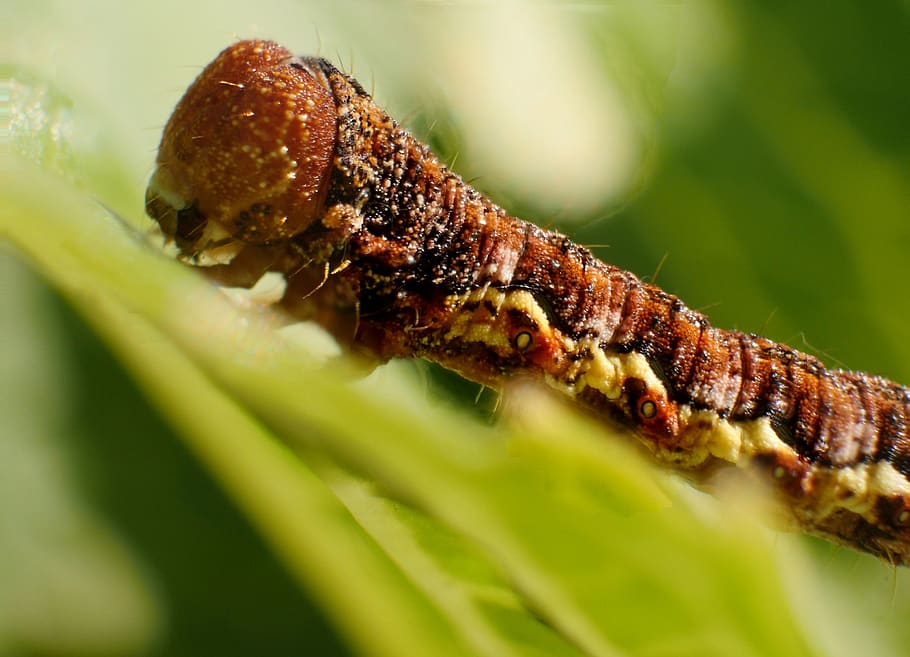 insect, larva, caterpillar, worm, close-up, green color, invertebrate HD wallpaper