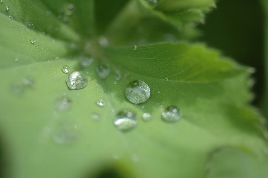 Drop Of Water, Leaf, green, nature, surface, run off, dewdrop, HD wallpaper