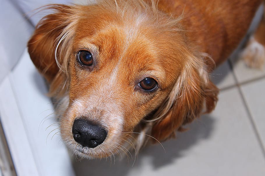 dog, pet, animals, one animal, animal themes, pets, canine HD wallpaper