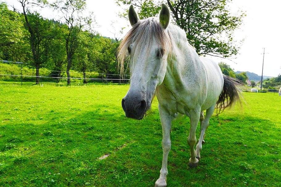 horse, white, mold, animal, pasture, nature, coupling, horse head, HD wallpaper