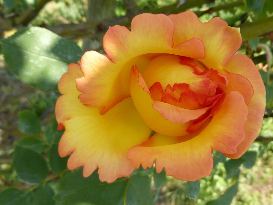 rose, flower, yellow, macro, spring, may, flowering plant, fragility HD wallpaper