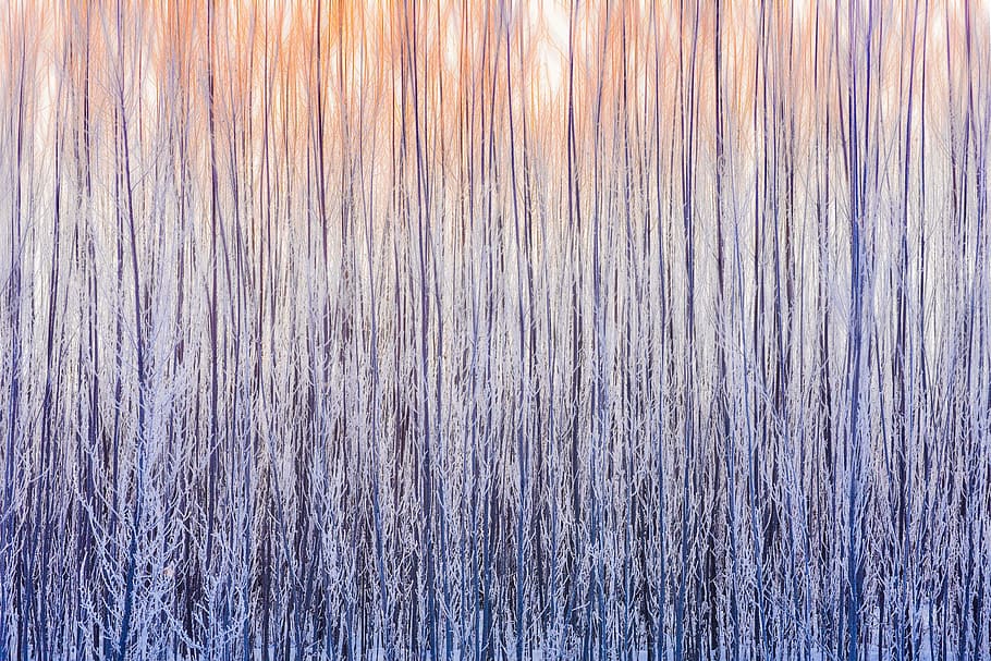 purple trees painting, photography of black tall trees, texture HD wallpaper