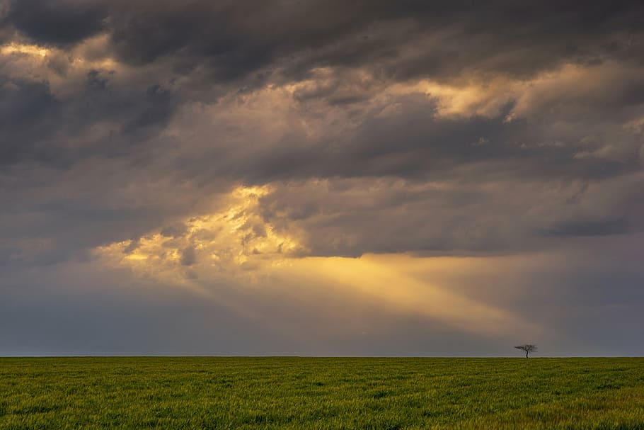 landscape photography of green grass field during golden hour HD wallpaper