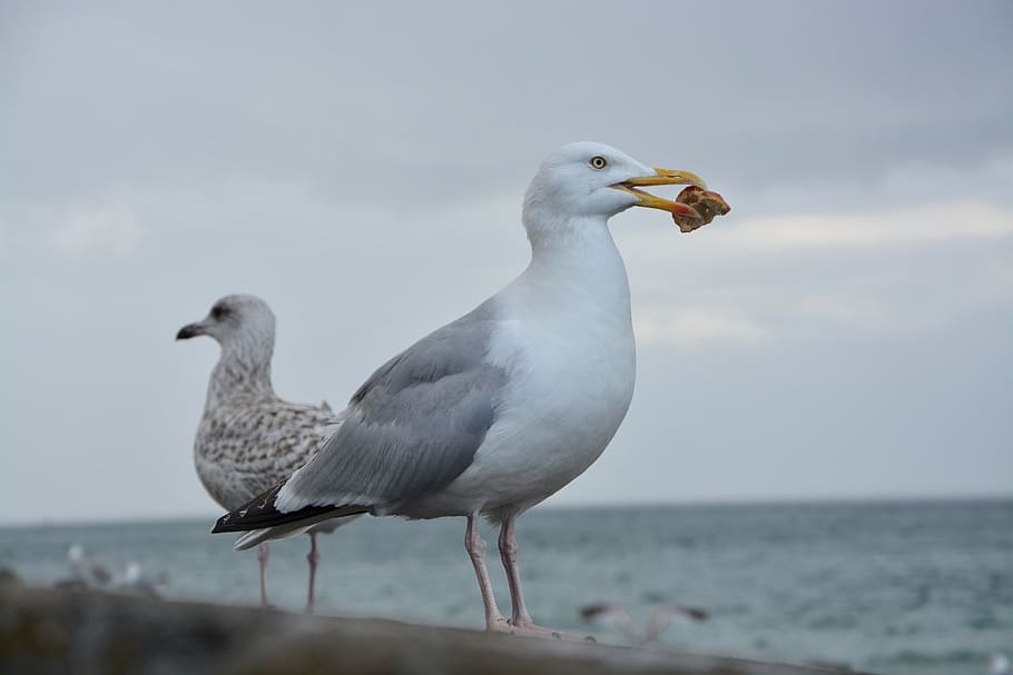 gull, profile, eat, long-billed, head, sea, beach, water, bird HD wallpaper