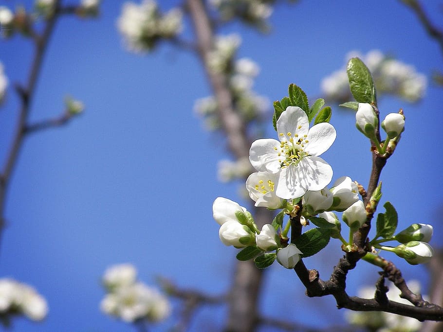 spring, flower, pollen, white flower, tender, flowering plant HD wallpaper