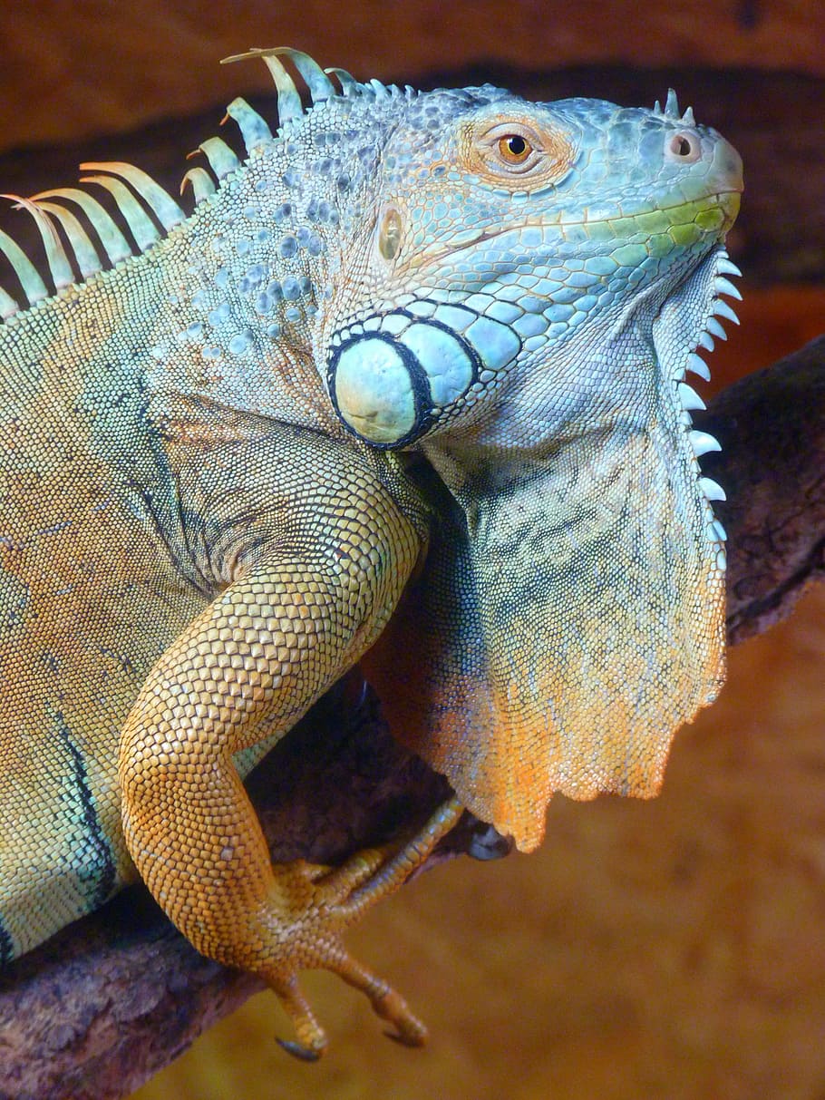 brown and black bearded dragon on branch, iguana, green, lizard