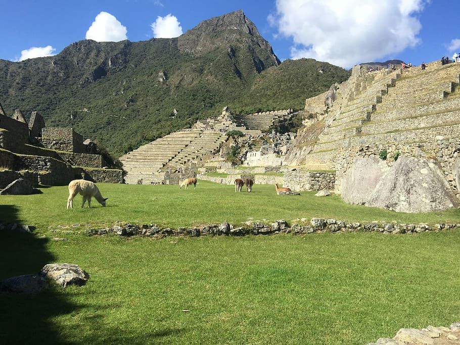 Machu, Peru, Hiking, machu pichu, history, grass, travel destinations, HD wallpaper