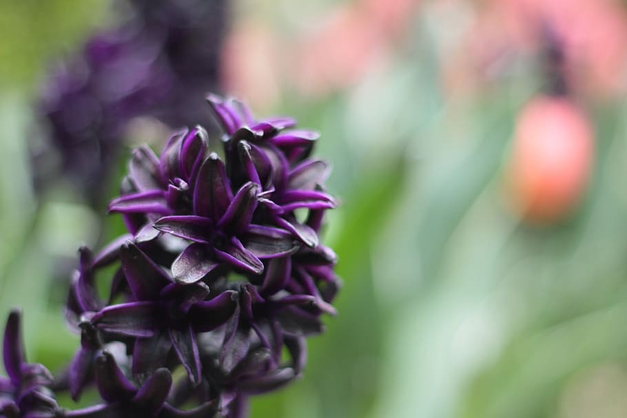 flower, garden, spring, flowering plant, beauty in nature, close-up HD wallpaper