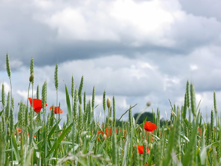 clouds, poppy, meadow, cloud - sky, plant, flower, flowering plant HD wallpaper