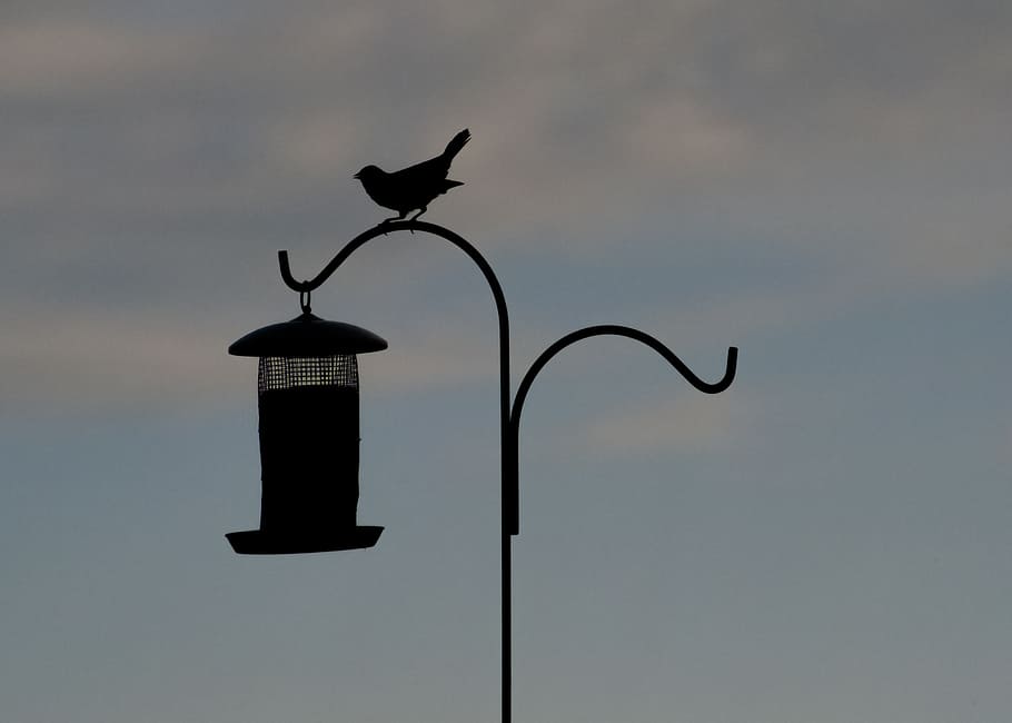 bird, silhouette, bird feeder, perched, animal, animal themes HD wallpaper