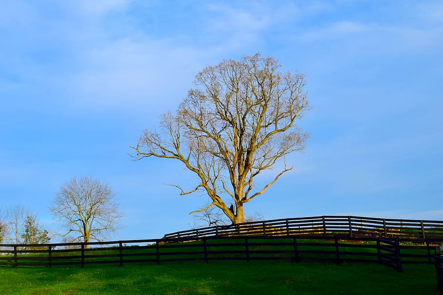 tree, field, fence, sky, clouds, nature, landscape, meadow HD wallpaper