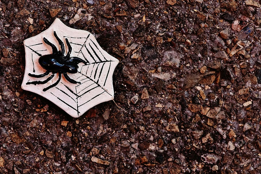 black spider on dried leaves, halloween, cobweb, creepy, invertebrate HD wallpaper