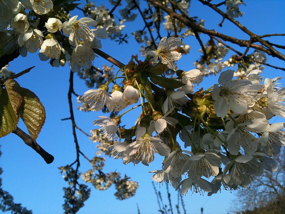spring, cherry, blossom, bloom, tree, plant, branch, freshness HD wallpaper